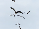 FZ021794 Red kites (Milvus milvus) flying to camera.jpg